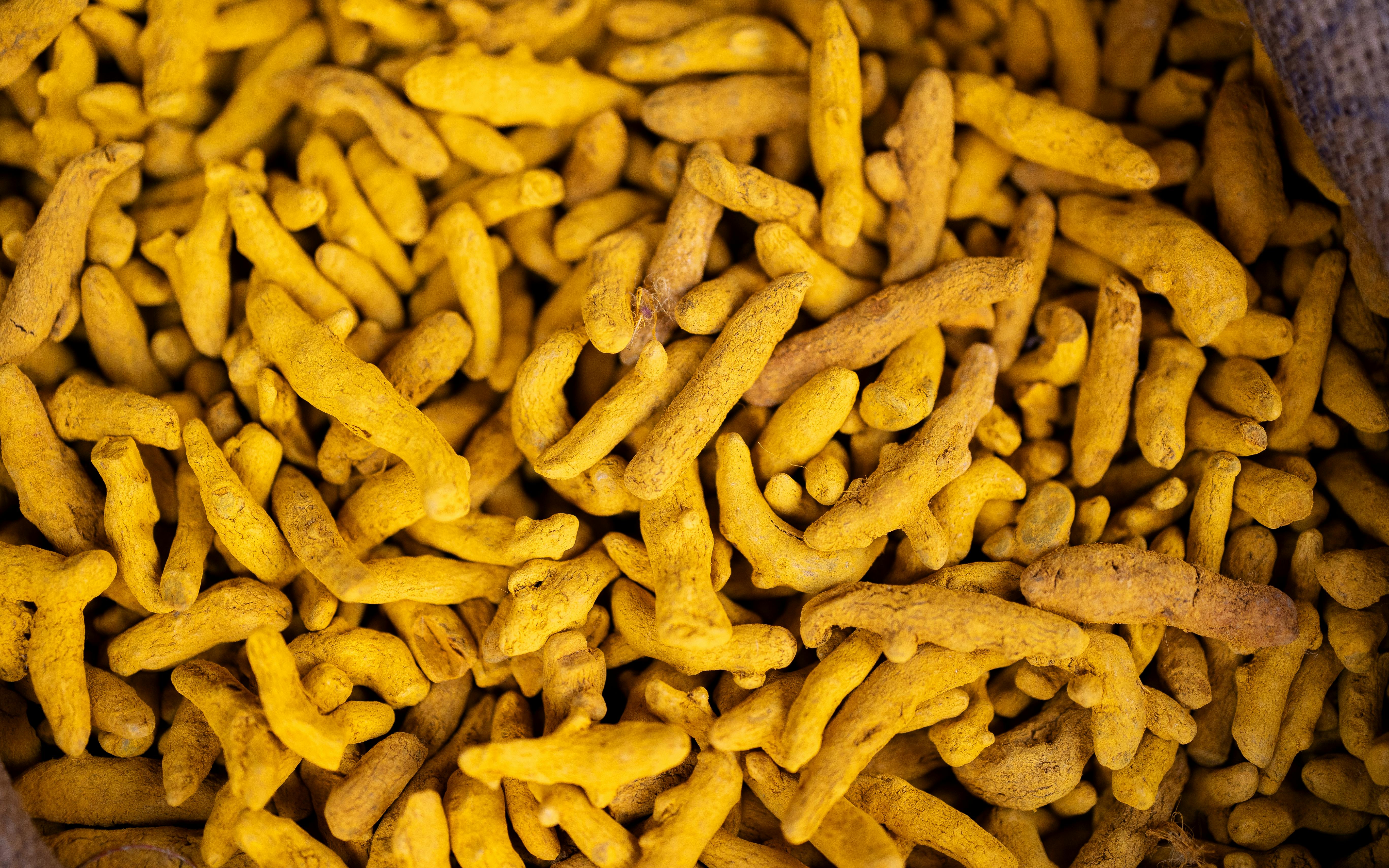 Bright golden turmeric fingers and powder