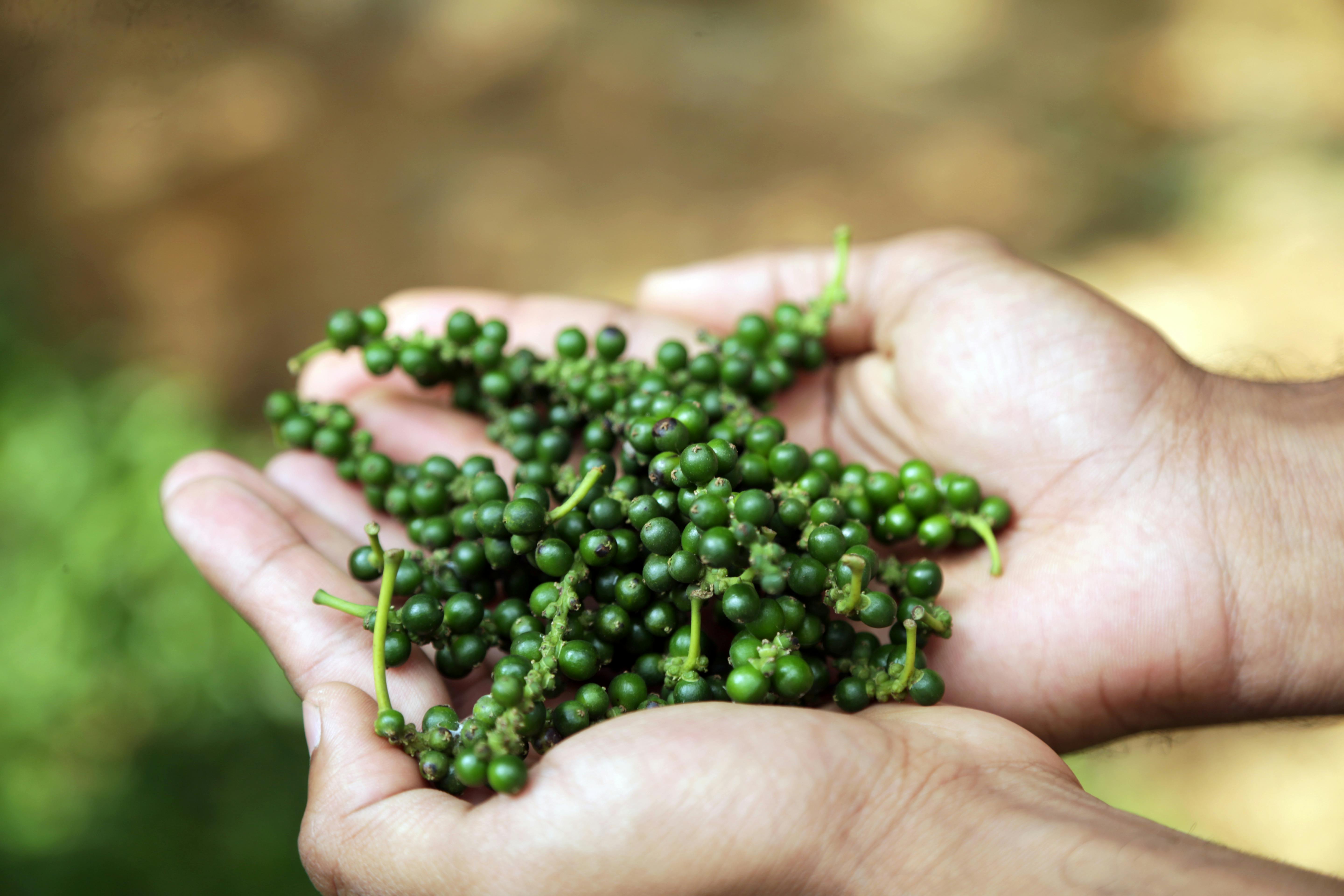 A handful of fresh green pepper berries